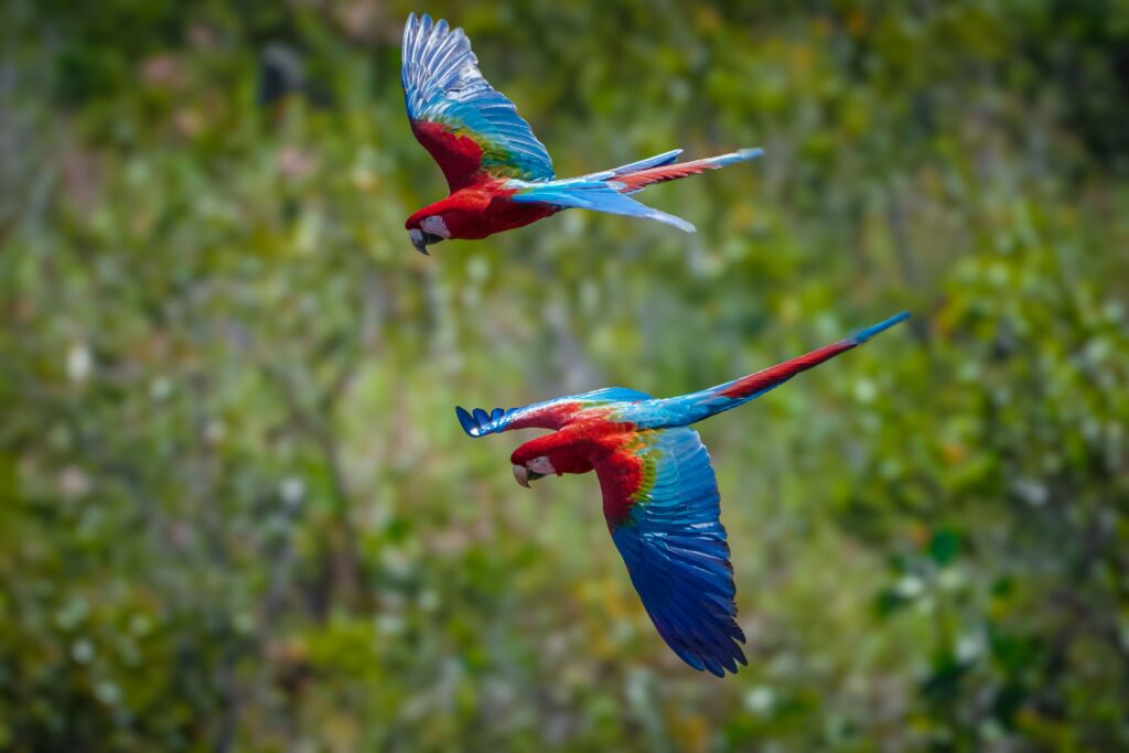 Two colorful scarlet macaws flying over a green forest, showcasing wildlife in motion.