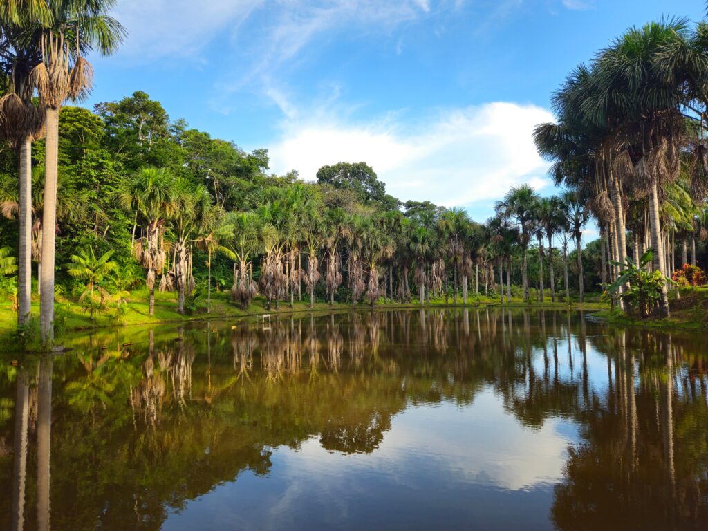 Peaceful lake surrounded by lush Amazon rainforest palm trees in Puerto Maldonado, Peru.